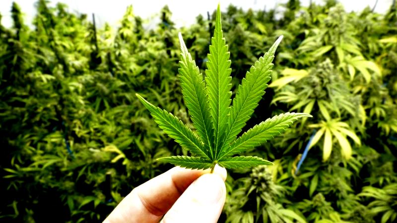 107982113 maconha