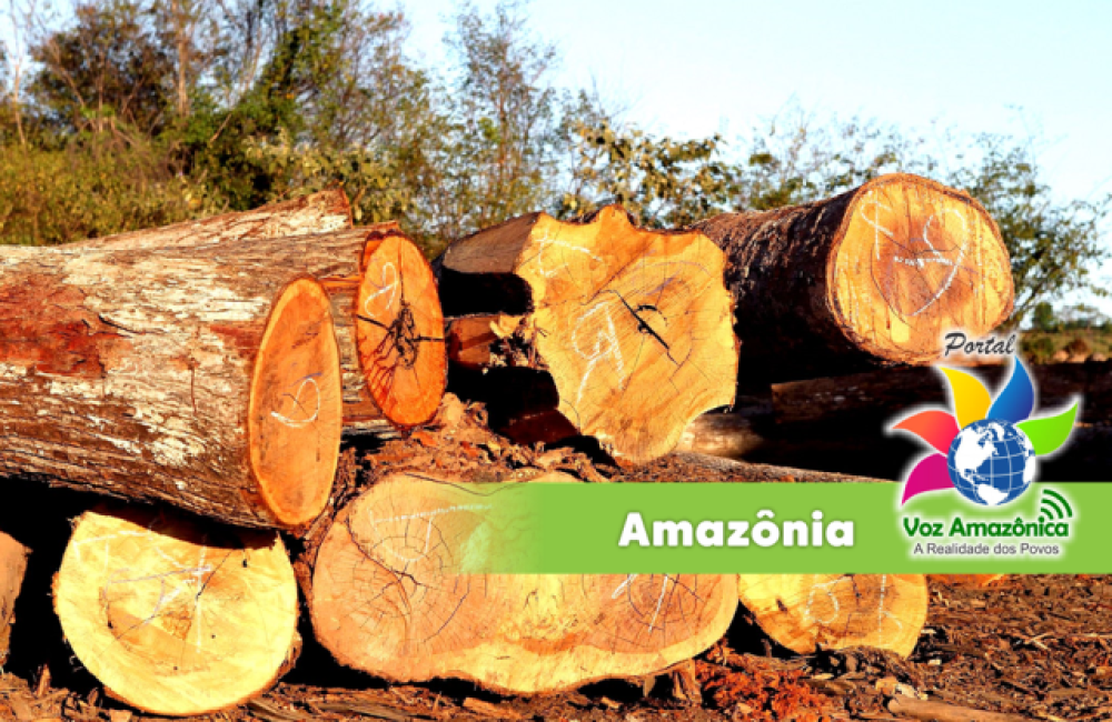A análise feita pelos pesquisadores indica que o problema é particularmente sério. | Foto: Divulgação/PVA.