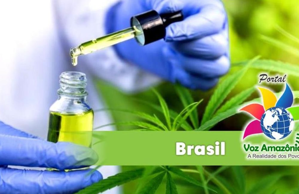 Óleo produzido a partir da cannabis é usado por pacientes com epilepsia, câncer e outras enfermidades graves - Foto: Divulgação/PVA.