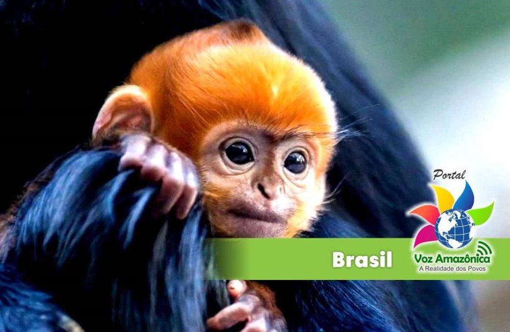 O segredo para prevenir a febre amarela pode estar na Mata Atlântica. | Foto: Divulgação/PVA.